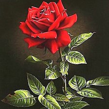 Схема вышивки «Роза»