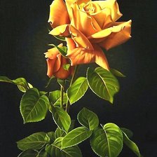 Схема вышивки «Роза»