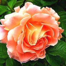 Схема вышивки «Роза»