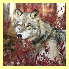 Схема вышивки «Волк.»