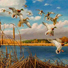 Схема вышивки «Late Autumn Greenheads-Mallards.»
