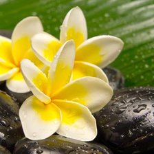 Схема вышивки «Цветы»