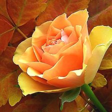 Схема вышивки «Роза»