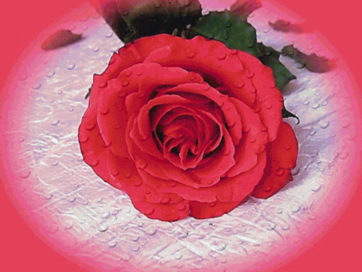 Роза - цветы, роза - предпросмотр