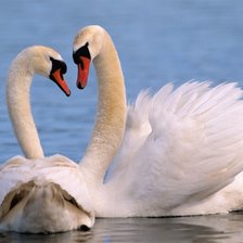 Лебединая верность