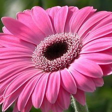 Схема вышивки «Гербера»