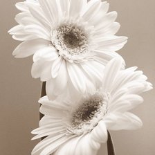 Схема вышивки «Гербера2»