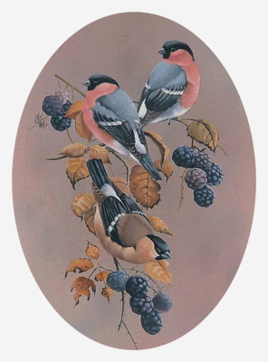 Серия "Птицы". Вариант 2 - птицы, фауна - предпросмотр