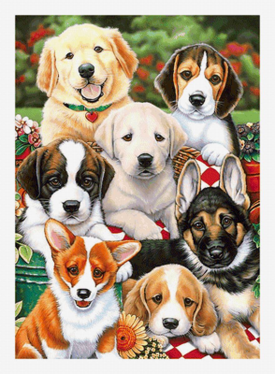 Серия "Собаки". - собаки, животные - предпросмотр