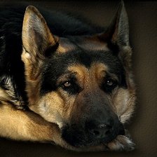 Схема вышивки «верный друг»