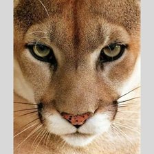 Схема вышивки «№1995384»