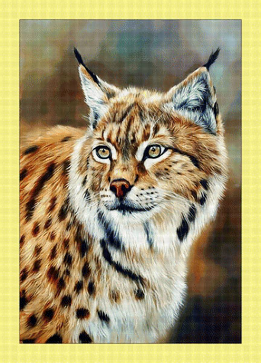 Рысь. - взгляд, животные, хищник, рысь - предпросмотр