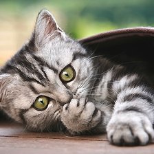 Схема вышивки «котёнок»