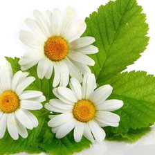 Схема вышивки «цветы»