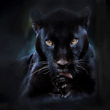 Черная багира