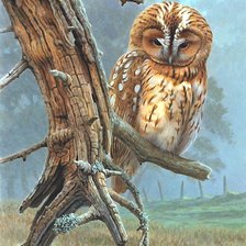 Схема вышивки «сова»