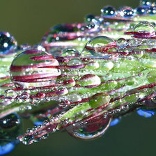 Схема вышивки «Капли росы на листе»