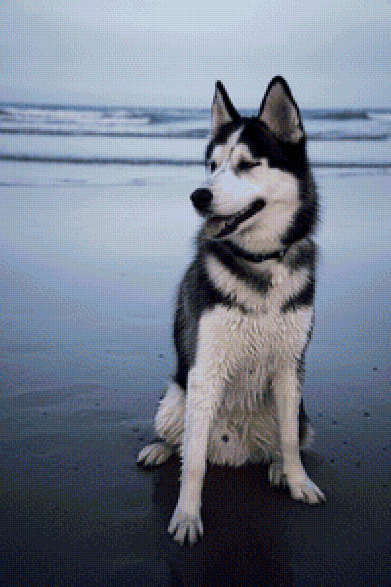 Хаски - предпросмотр