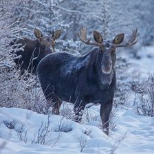 Схема вышивки «№1997783»
