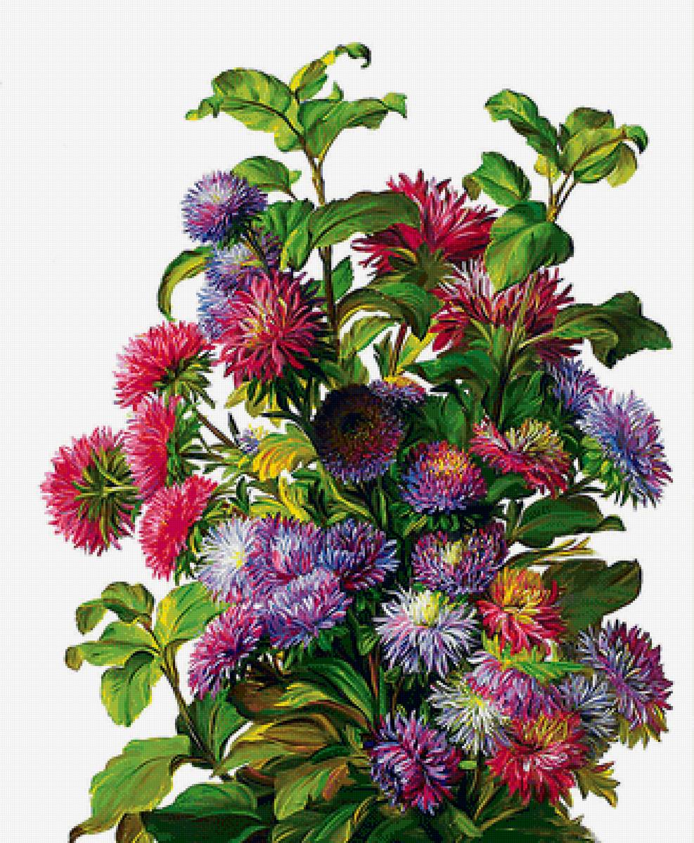 Астры - букет, цветы - предпросмотр