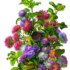 Схема вышивки «Астры»