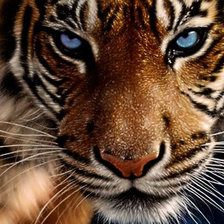 Схема вышивки «Тигрица»