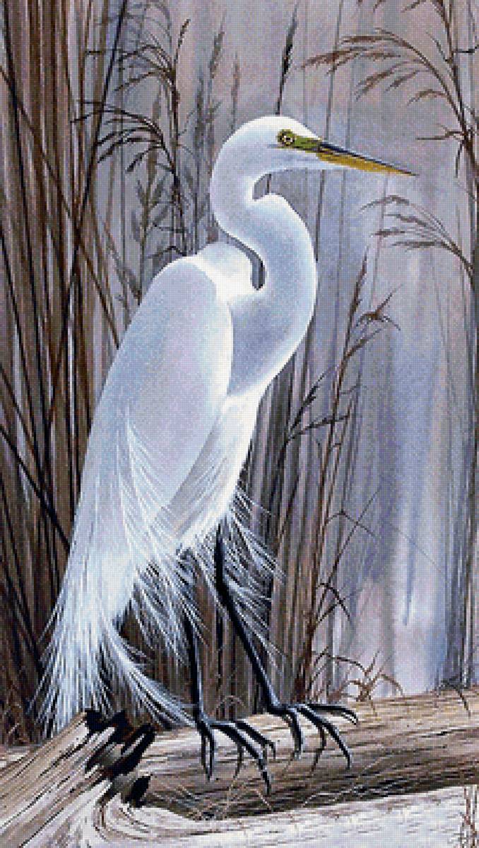 Серия "Птицы" - птицы, фауна - предпросмотр