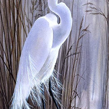 Схема вышивки «Серия "Птицы"»