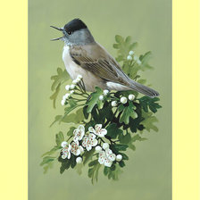 Схема вышивки «Птичка.»