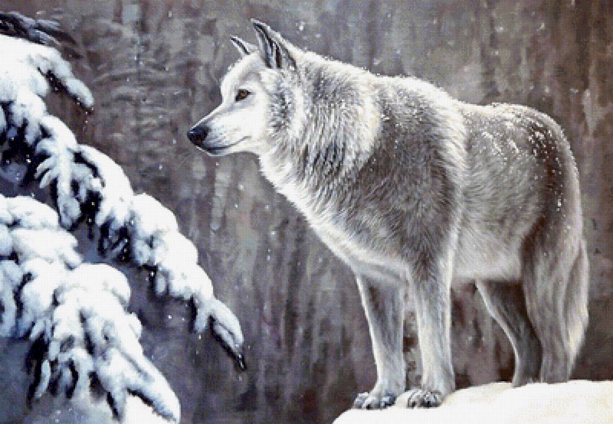 волк - животные, волки, звери - предпросмотр