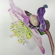 Цветок сиреневый