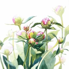 Схема вышивки «Бутоны пионов»