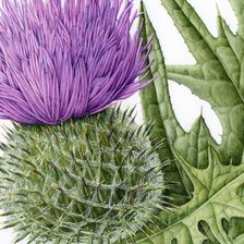 Схема вышивки «Крупный чертополох»