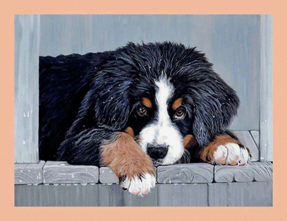 №1999089 - собаки, животные - предпросмотр