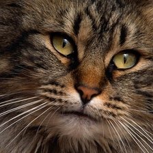 Схема вышивки «Сибирский кот»