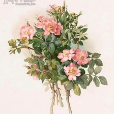 Схема вышивки «Шиповник розовый»