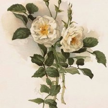 Схема вышивки «Белый шиповник»