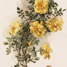 Шиповник желтый