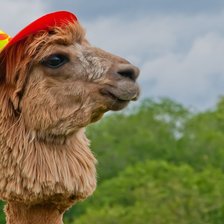 Схема вышивки «Альпака»