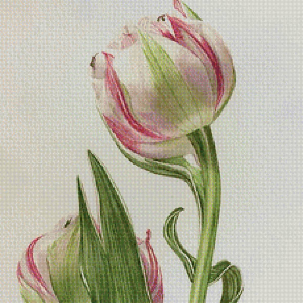 Розовый тюльпан, диптих - предпросмотр