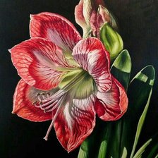 Схема вышивки «Аммарилис»