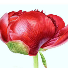 Схема вышивки «Красный пион»