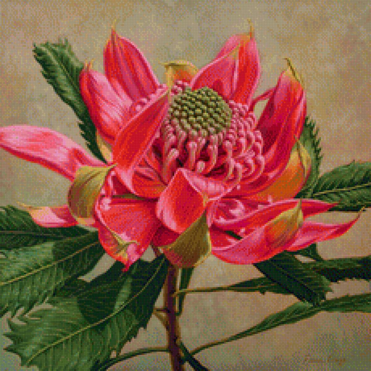 Красная хризвнтема - природа, флора, растение, хризантема, цветок - предпросмотр