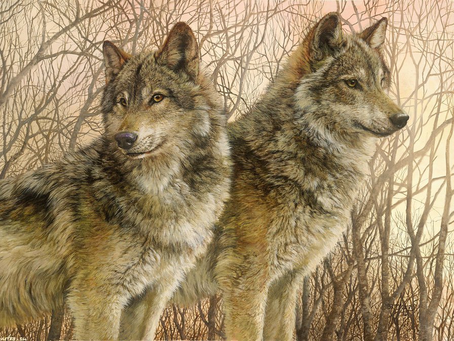 пара - волки - оригинал