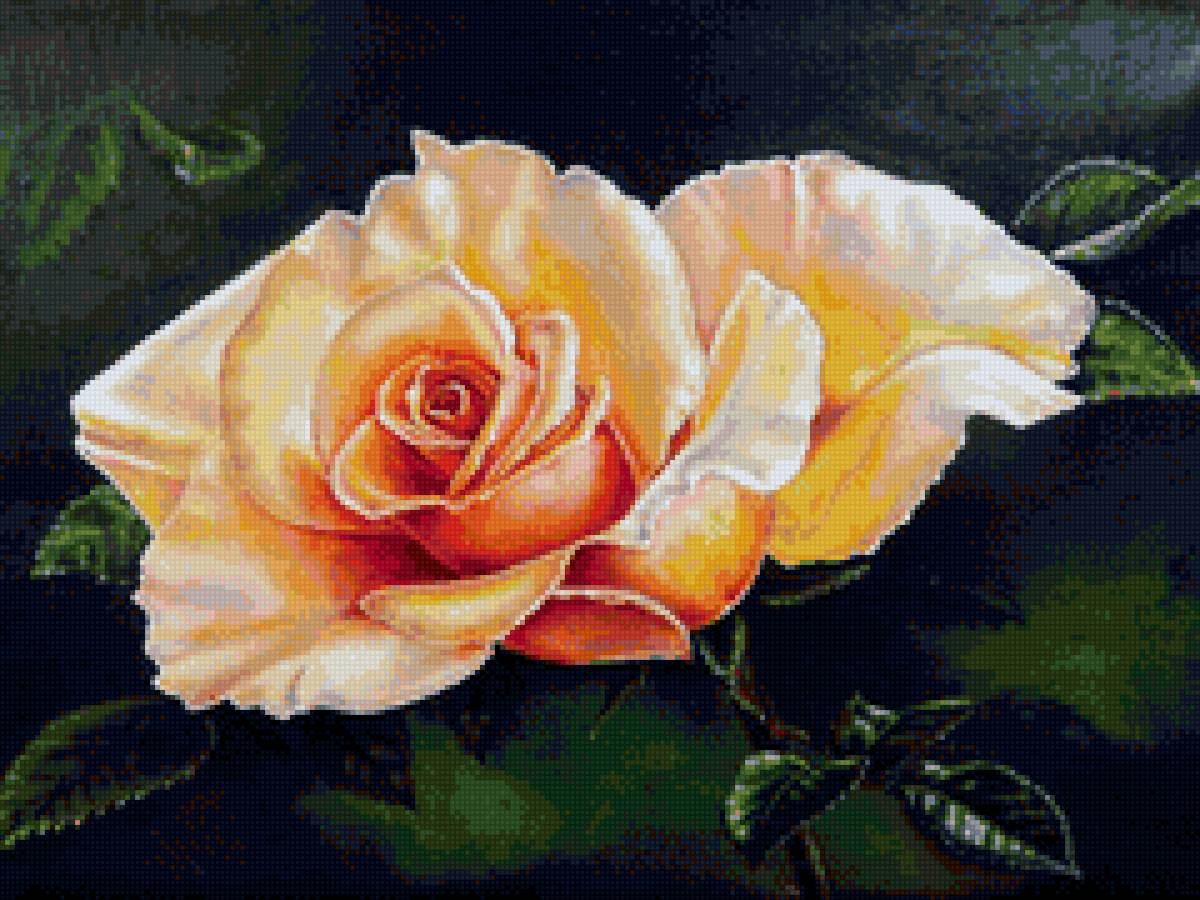 №2000563 - роза, цветы, букет - предпросмотр