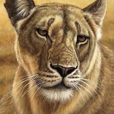 Схема вышивки «дикие»