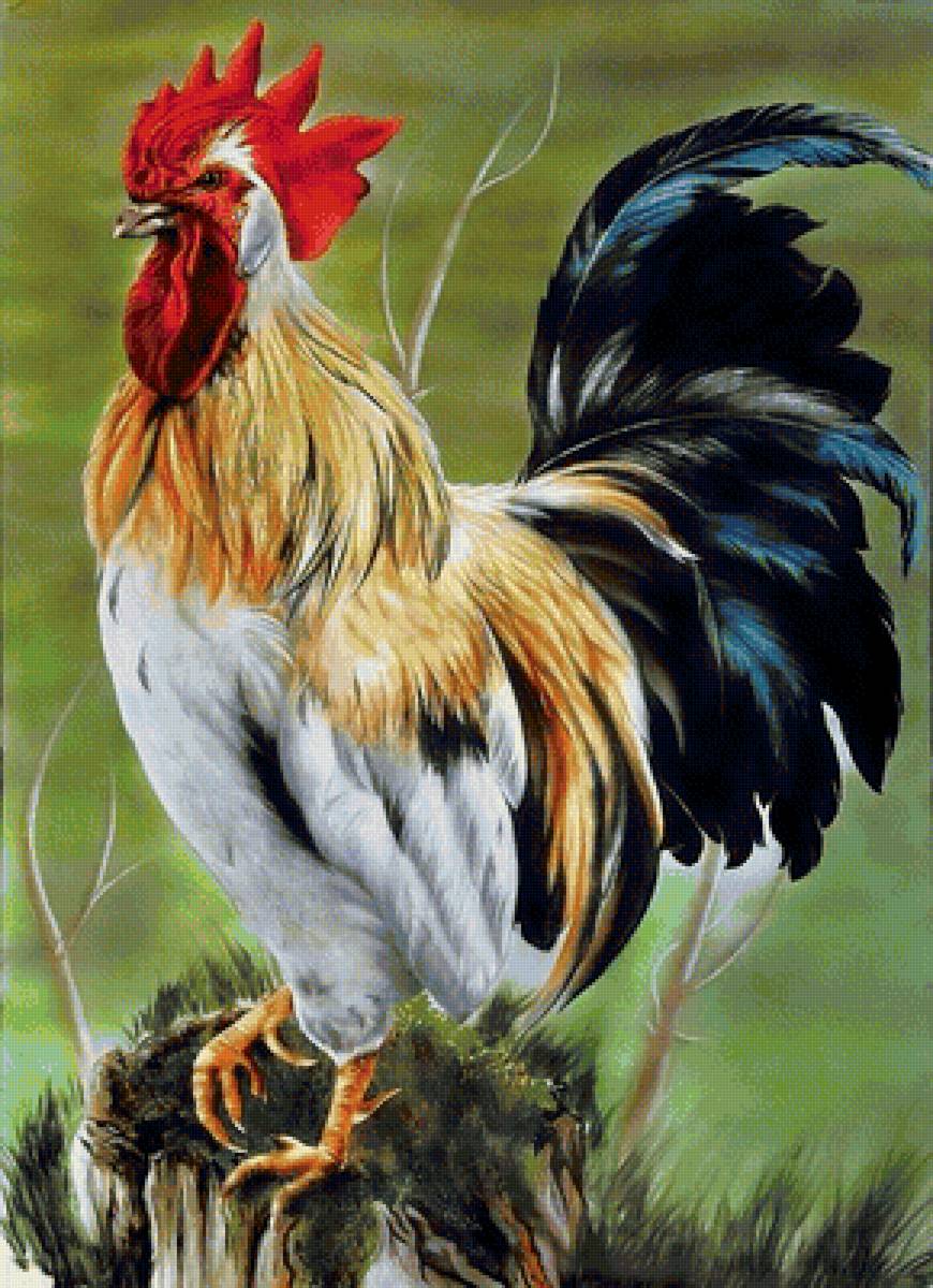 kohút - предпросмотр