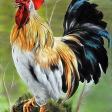 Схема вышивки «kohút»