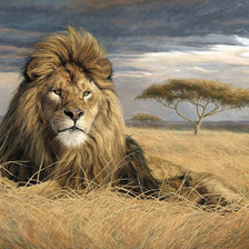 Схема вышивки «дикие»