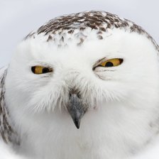 Схема вышивки «Подозрительная полярная сова А3»